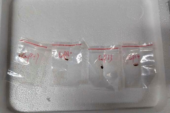 Fungus smuggled to usa